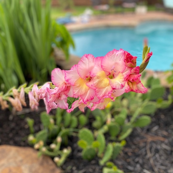 Meet your Posher, Gypsie - Picture 7 of 16